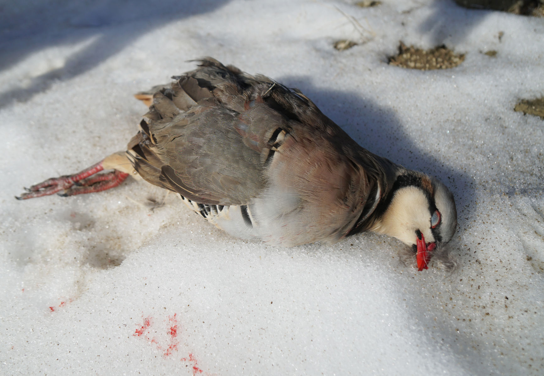 Chukar
